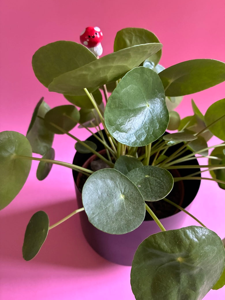 Copains de plantes